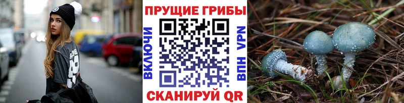 Купить  Остров  Галлюциногенные грибы Psilocybine cubensis 